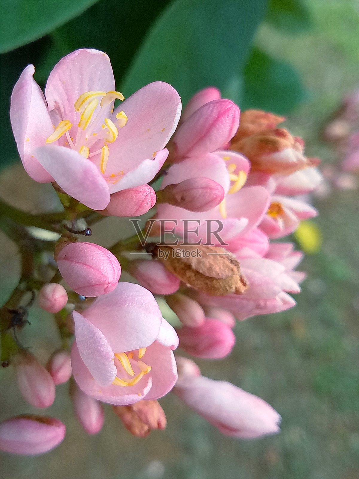 粉色的花瓣的花照片摄影图片