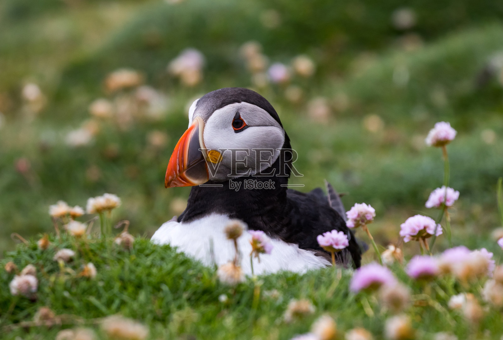 海雀坐在海粉红色照片摄影图片