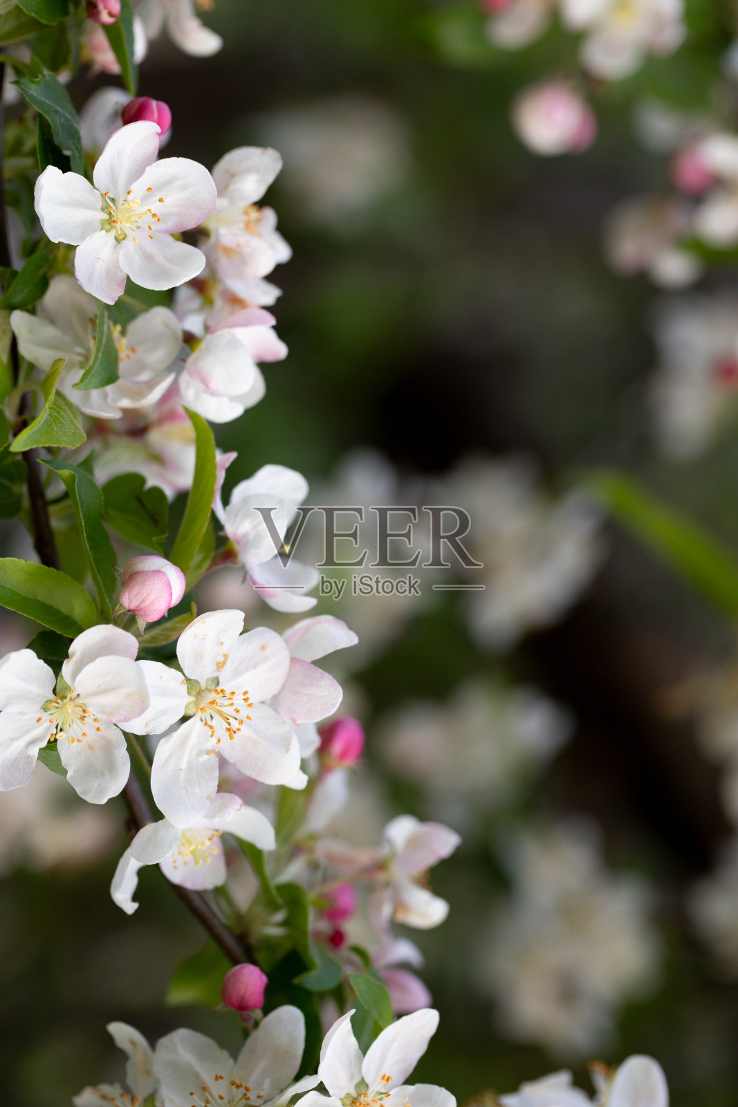 苹果花照片摄影图片