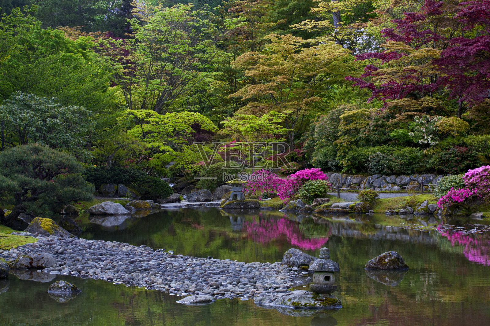 春天的西雅图日本花园充满活力、郁郁葱葱的色彩照片摄影图片