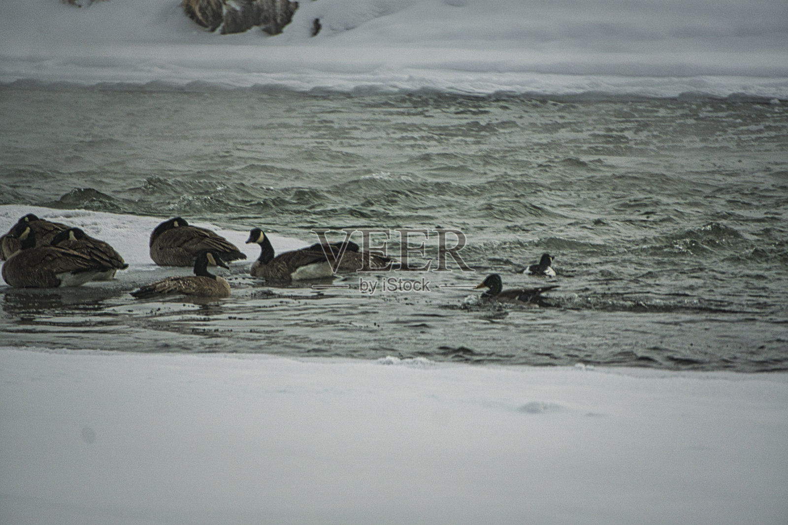 加拿大鹅照片摄影图片