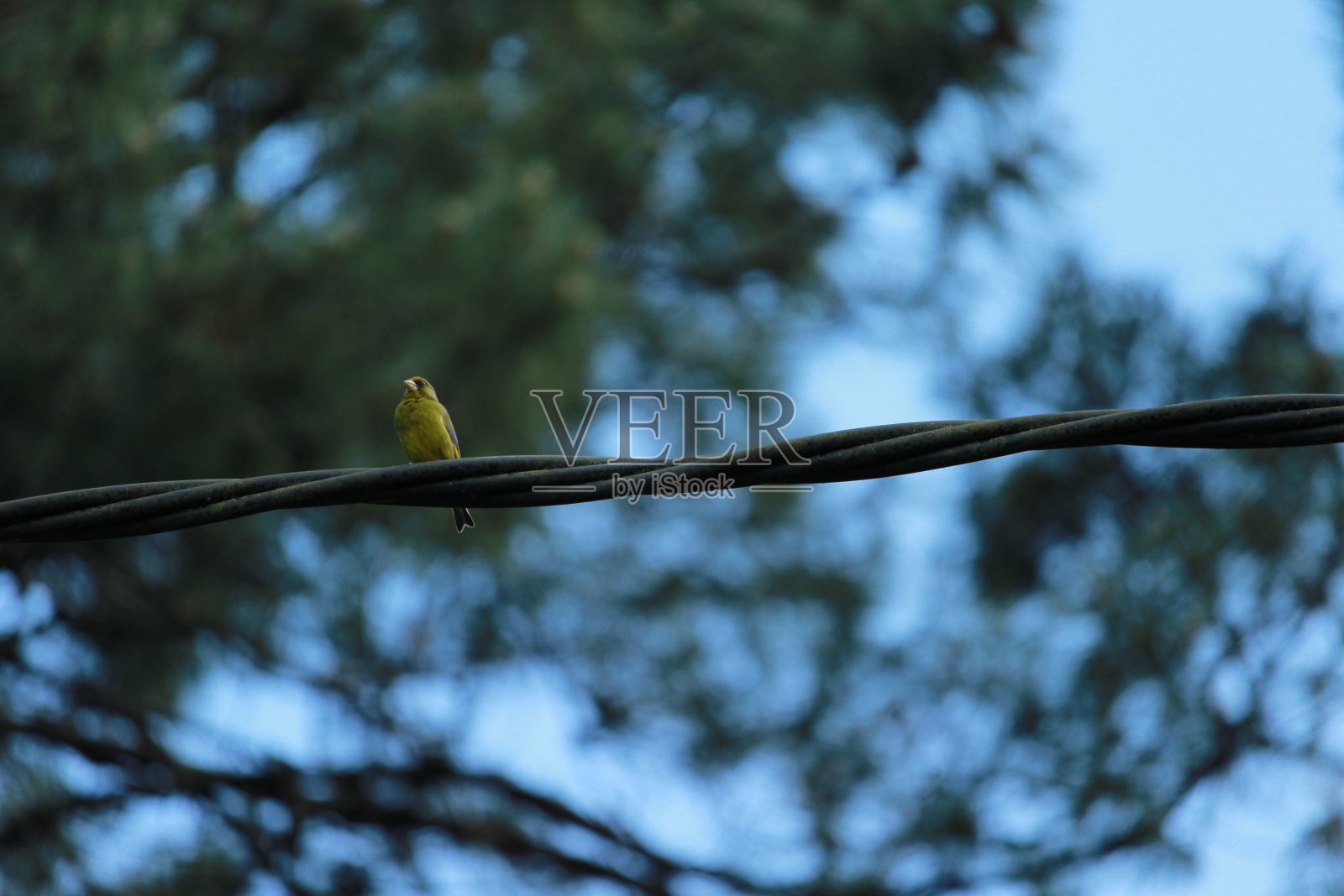 小鸟栖息照片摄影图片