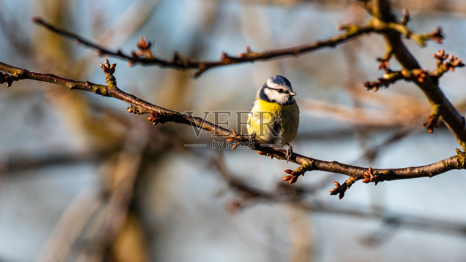 蓝山雀冬天在树上照片摄影图片
