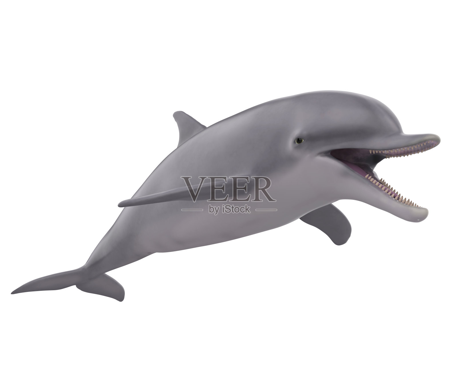 海豚孤立照片摄影图片