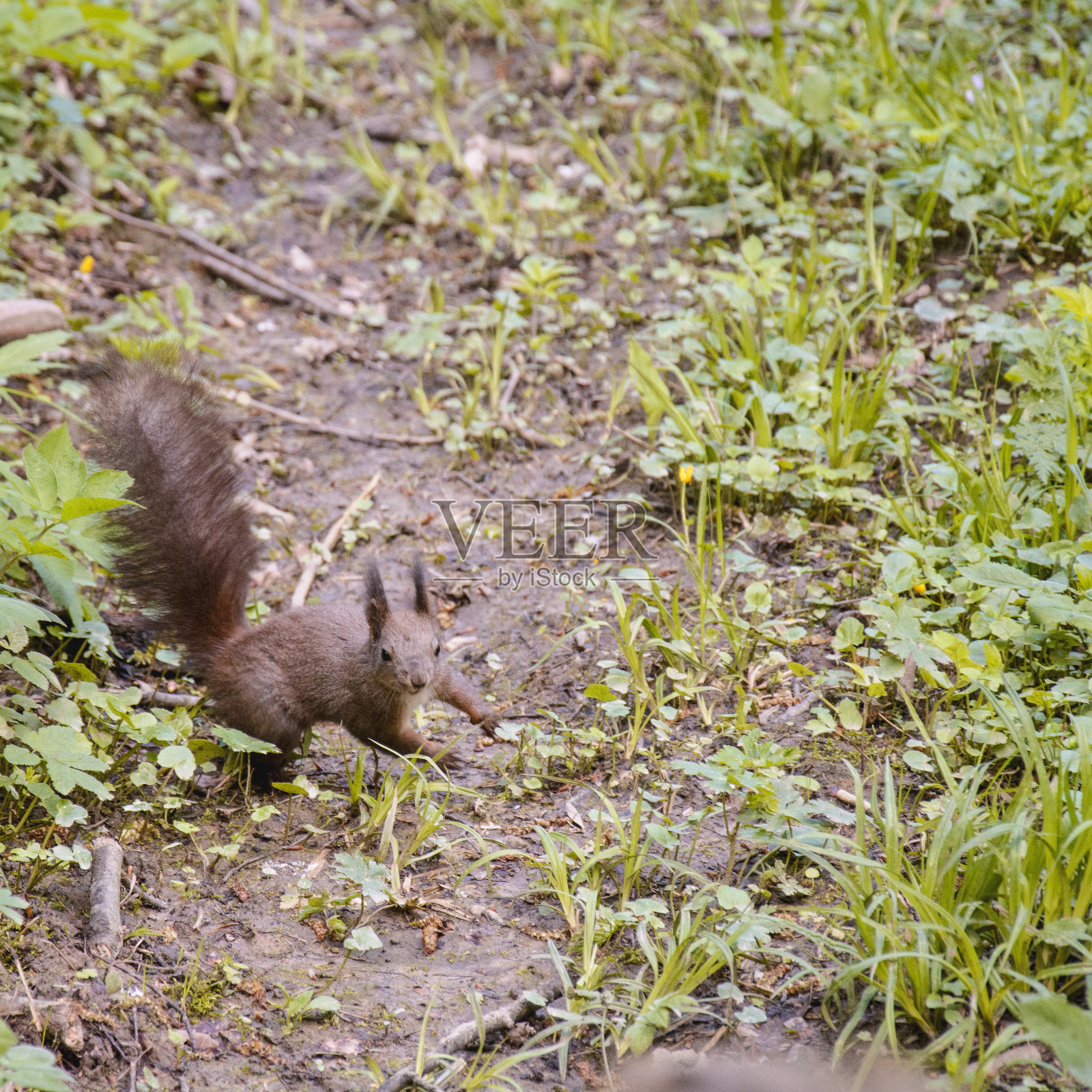 森林里的灰色大松鼠照片摄影图片