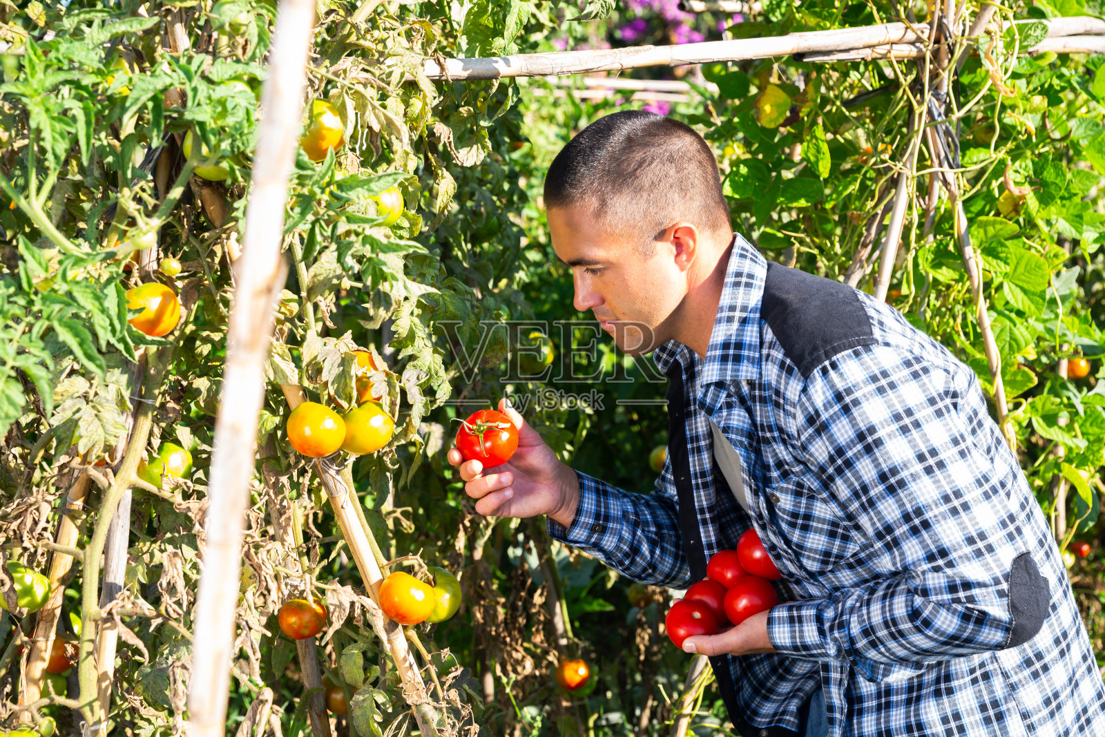 专注的男性农民在花园里采摘西红柿照片摄影图片