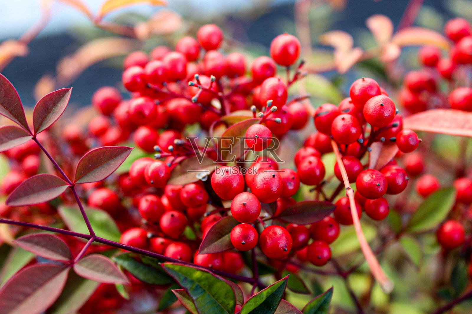 红色浆果和绿色树叶形成了鲜明的对比照片摄影图片