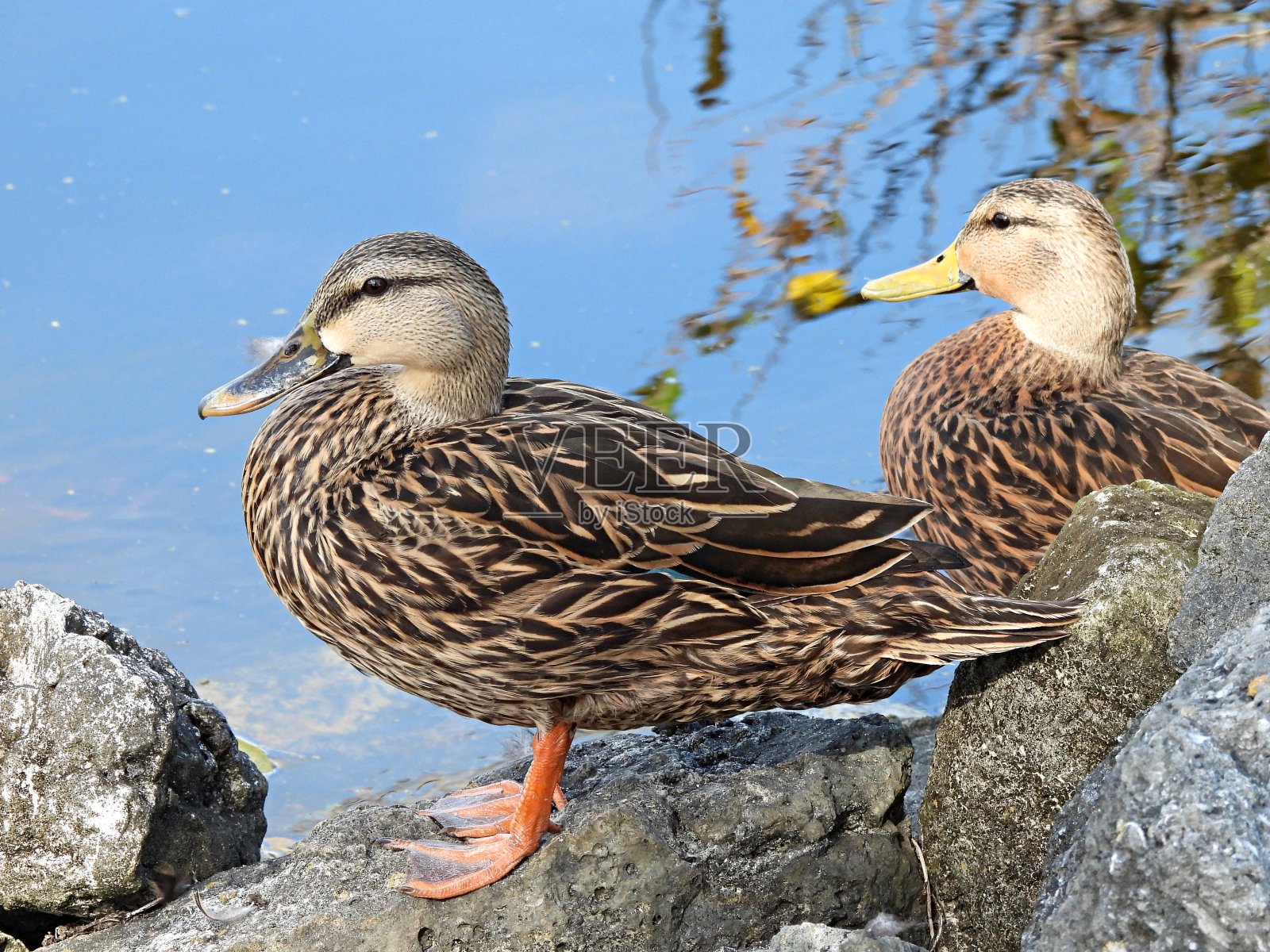 佛罗里达湿地中的雌雄斑驳鸭(黄鸭)照片摄影图片