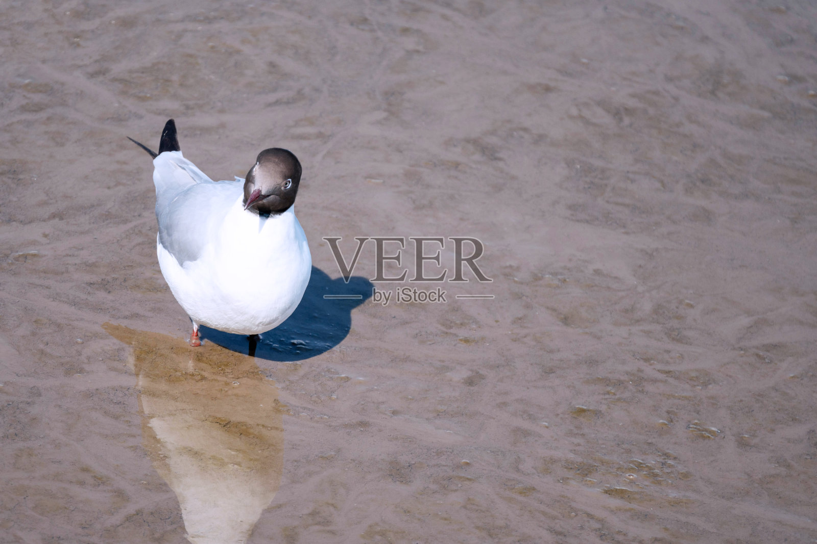 海鸥站在沙滩上，水面上倒映着镜子。从寒冷的地方候鸟去泰国的邦布沙慕普拉坎。照片摄影图片