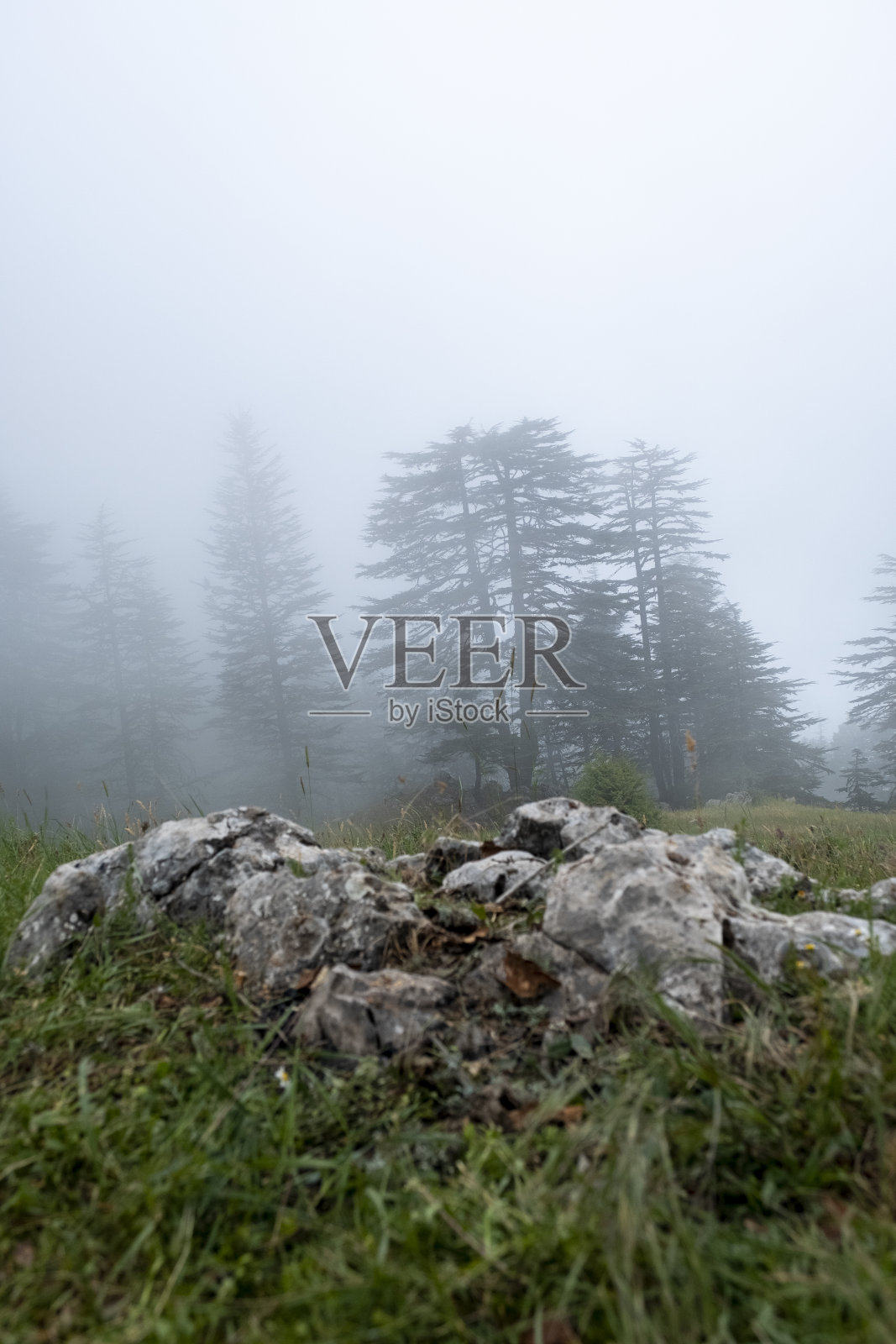 路穿过金色的森林有雾和温暖的光照片摄影图片