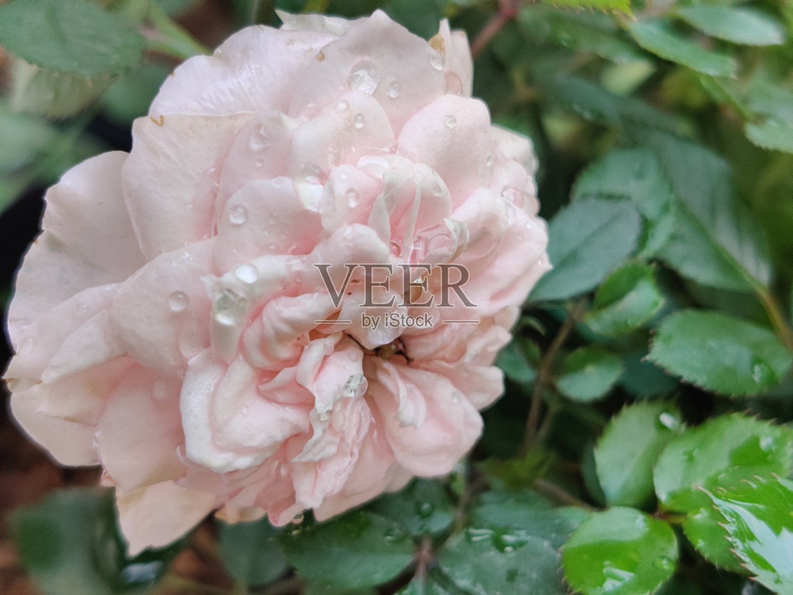 浅粉色迷你玫瑰的特写照片摄影图片