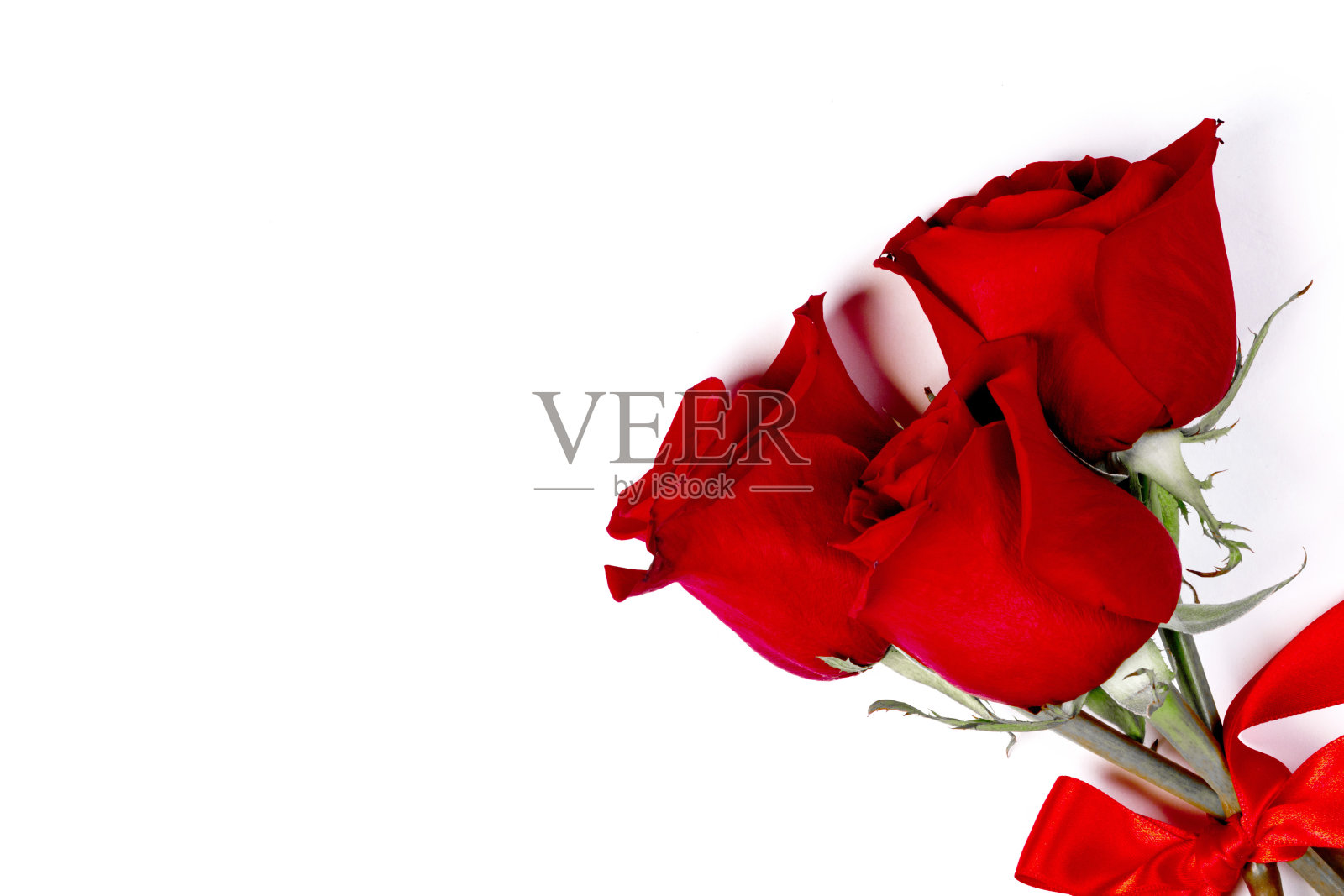 白玫瑰上有三朵红玫瑰照片摄影图片