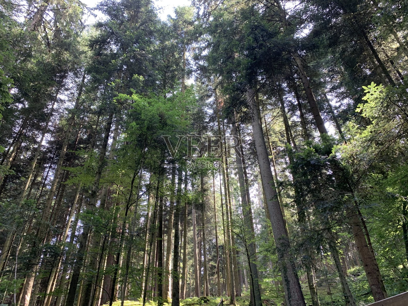 斯瓦宾什森林里的托宾塔尔在桑默的wetz高森林里照片摄影图片