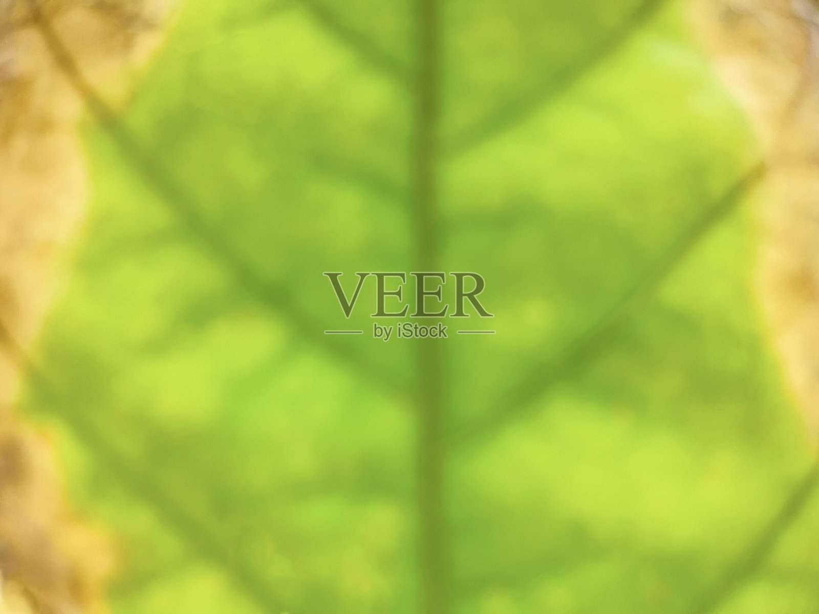 模糊不完美的叶子和阳光反射照片摄影图片