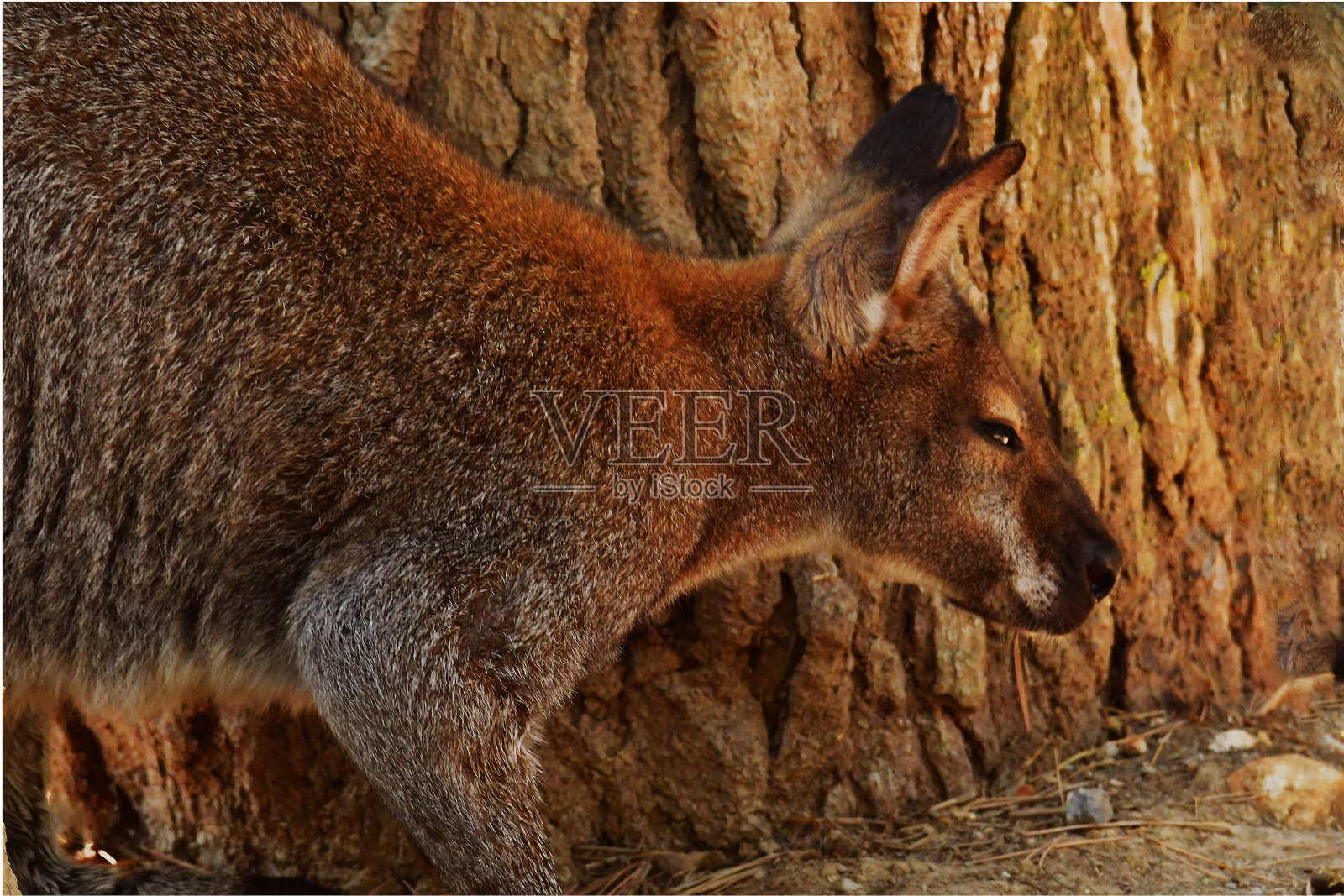 袋鼠沿着树伪装起来照片摄影图片