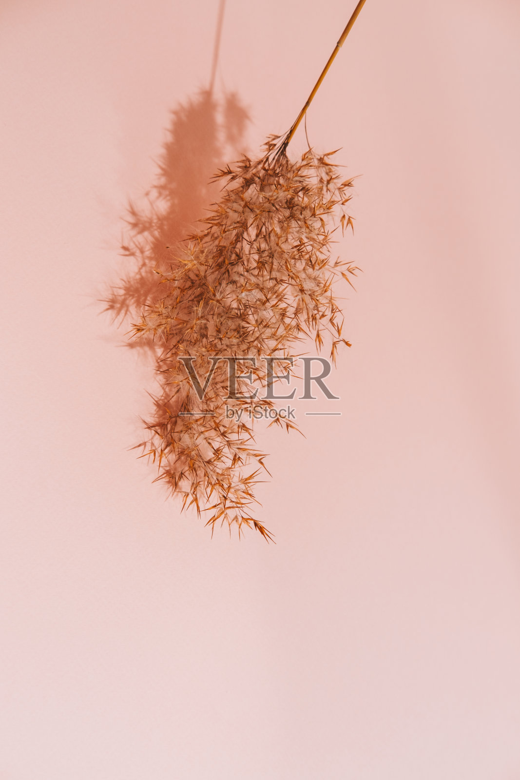 在米色背景上有阴影的蓬松的芦苇。抽象的极简主义。照片摄影图片