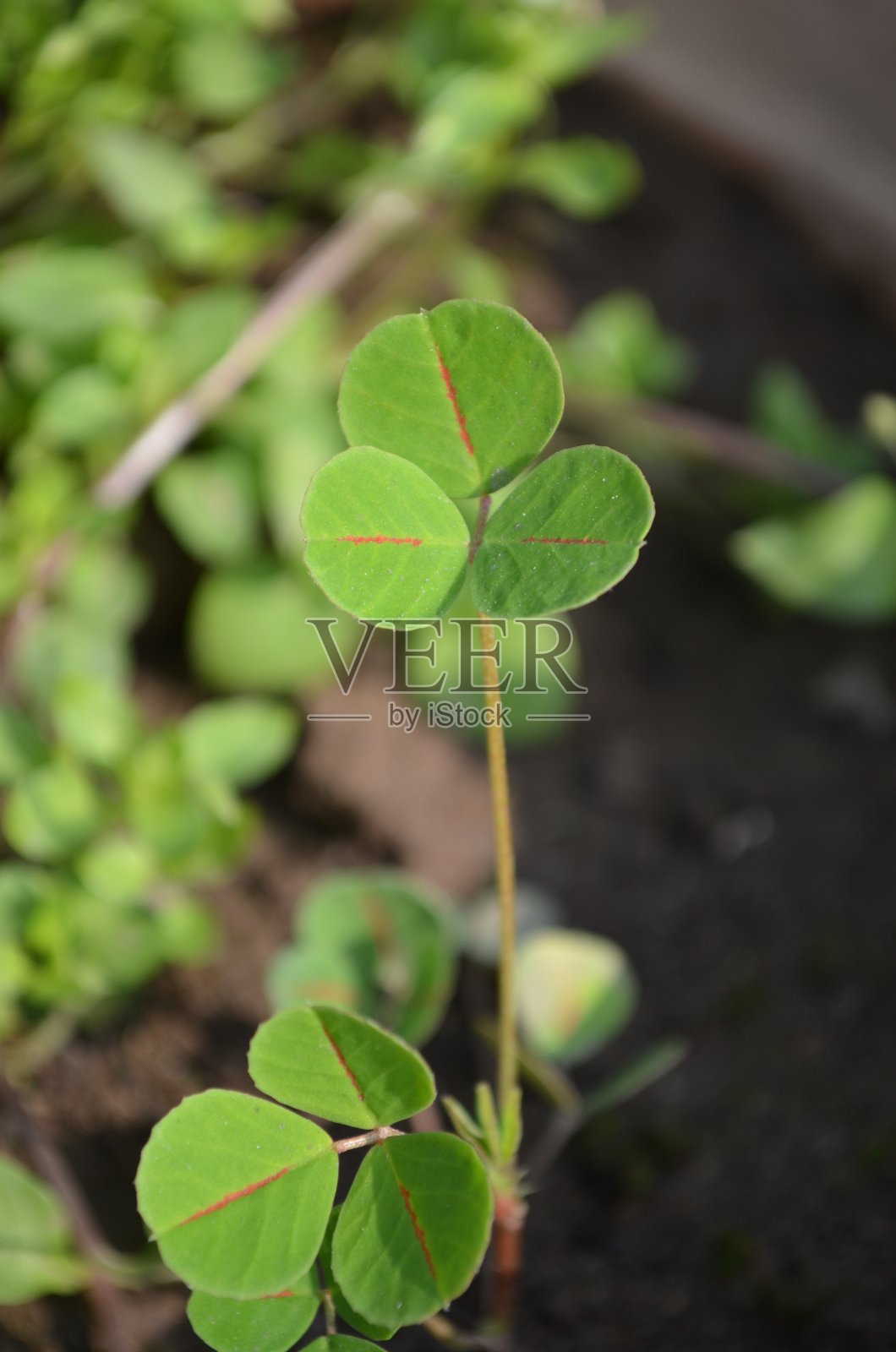苜蓿是苜蓿属的一种植物。世界各地都有。其他的名字加利福尼亚刺草，有齿的刺草。每片叶子都用红线标出。照片摄影图片