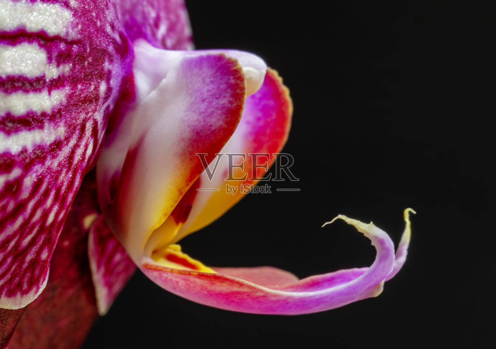 蝴蝶兰花的特写宏照片摄影图片