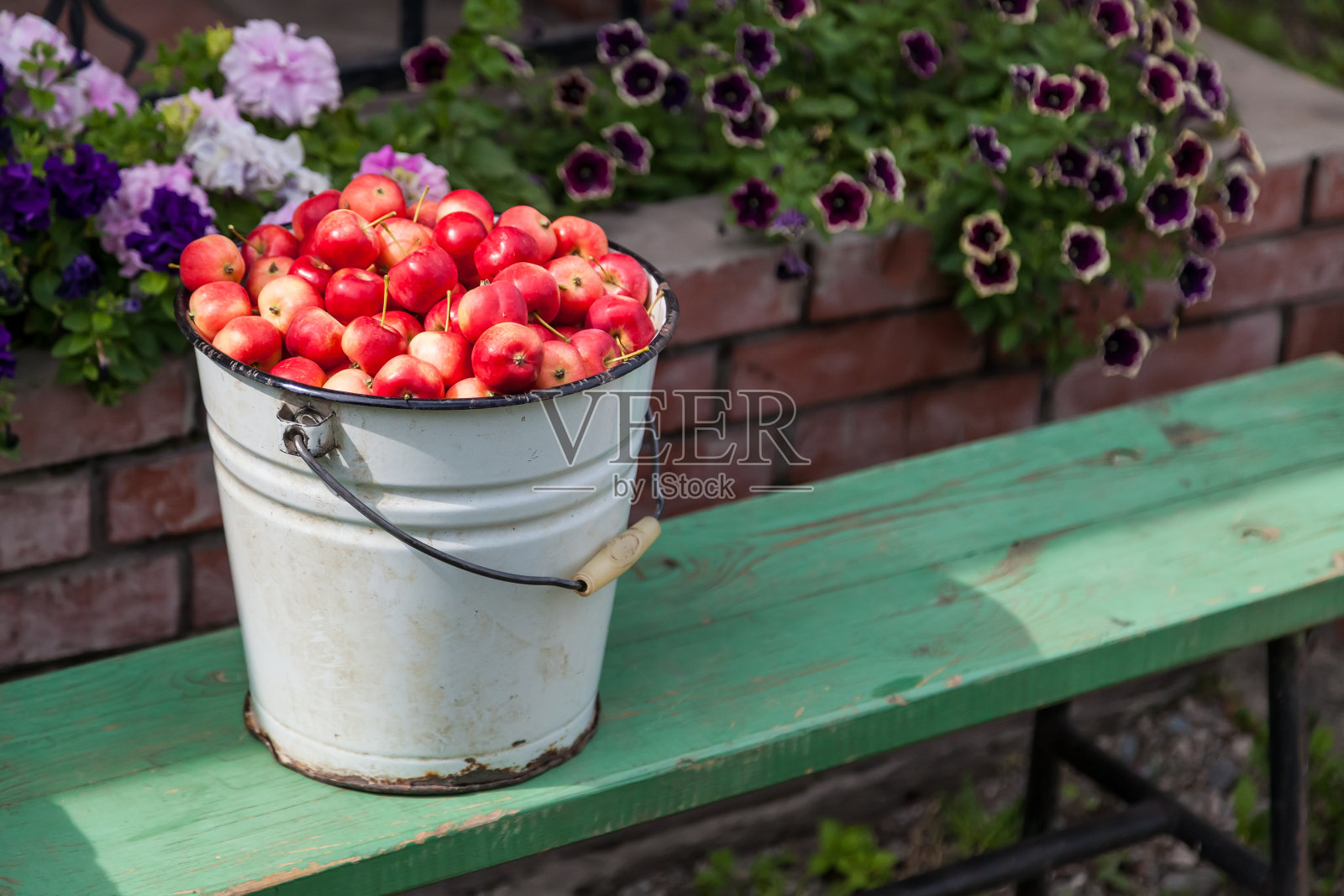 一个满桶成熟的红色小Ranetka苹果的特写，以花园的花为背景，在村庄的秋天为制作果酱或果汁而收获。照片摄影图片
