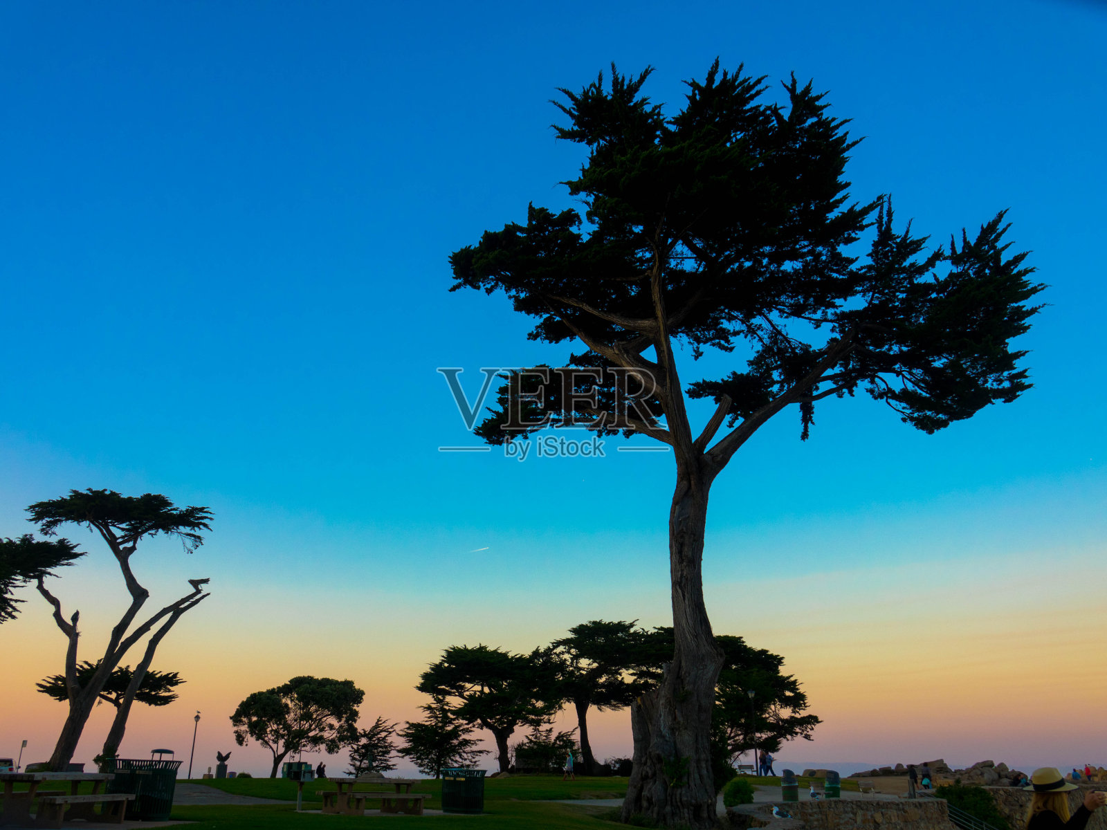 彩色的日落与树的剪影。空间的文本。照片摄影图片