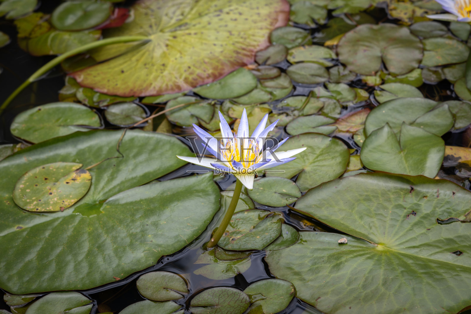 睡莲照片摄影图片