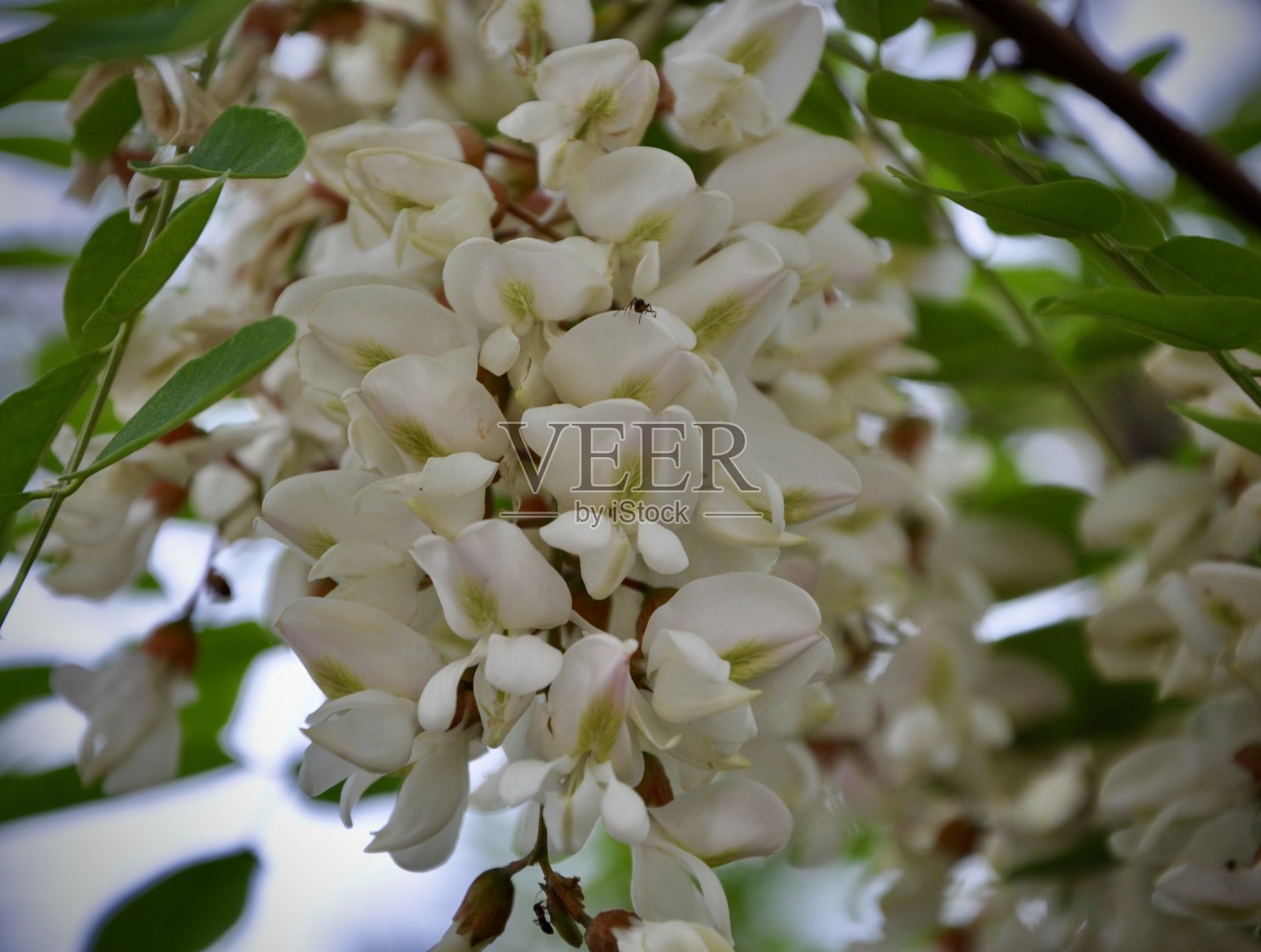 春天的时候，金合欢花在树上照片摄影图片