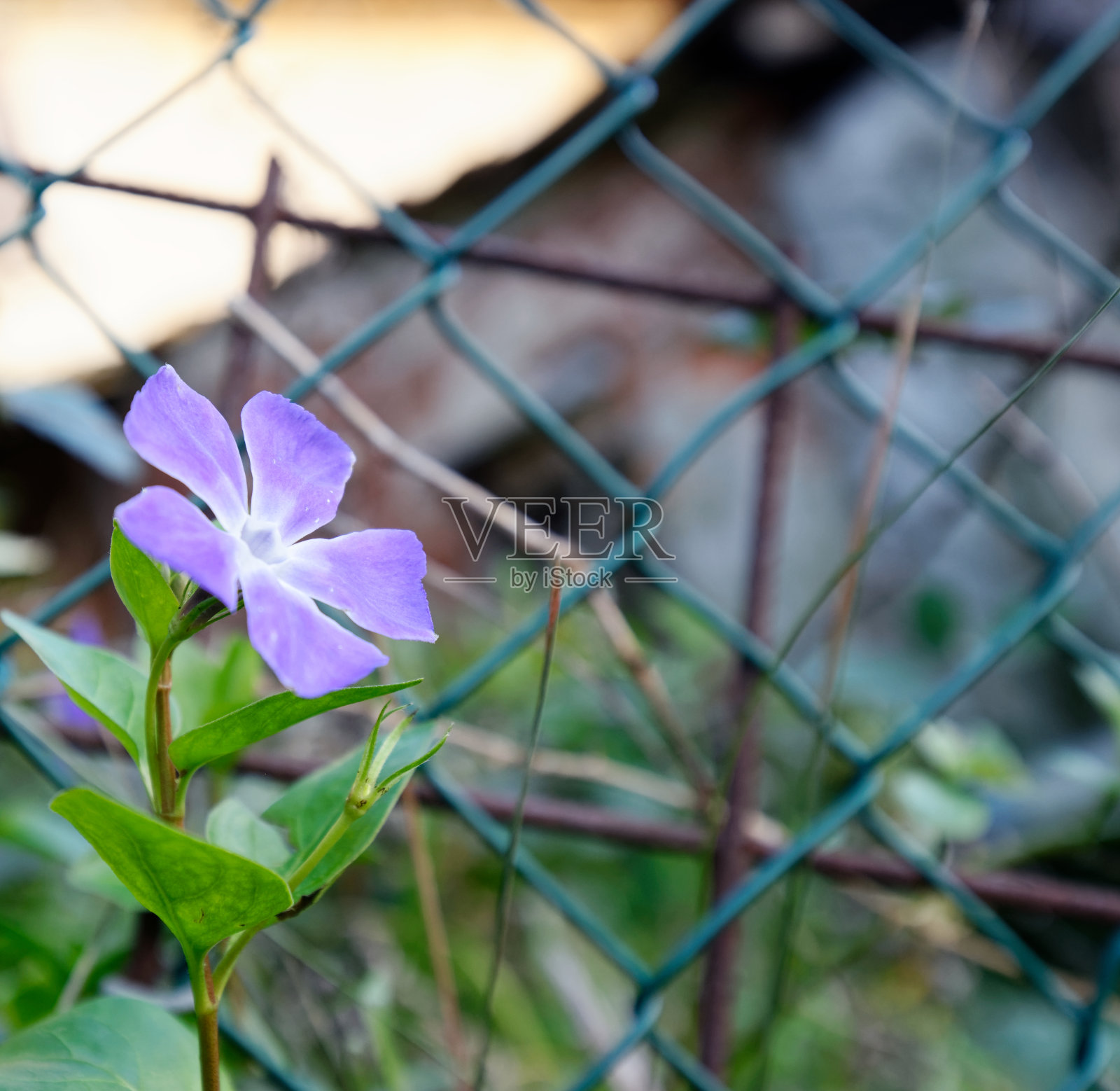 草地上的Perwinkle花照片摄影图片
