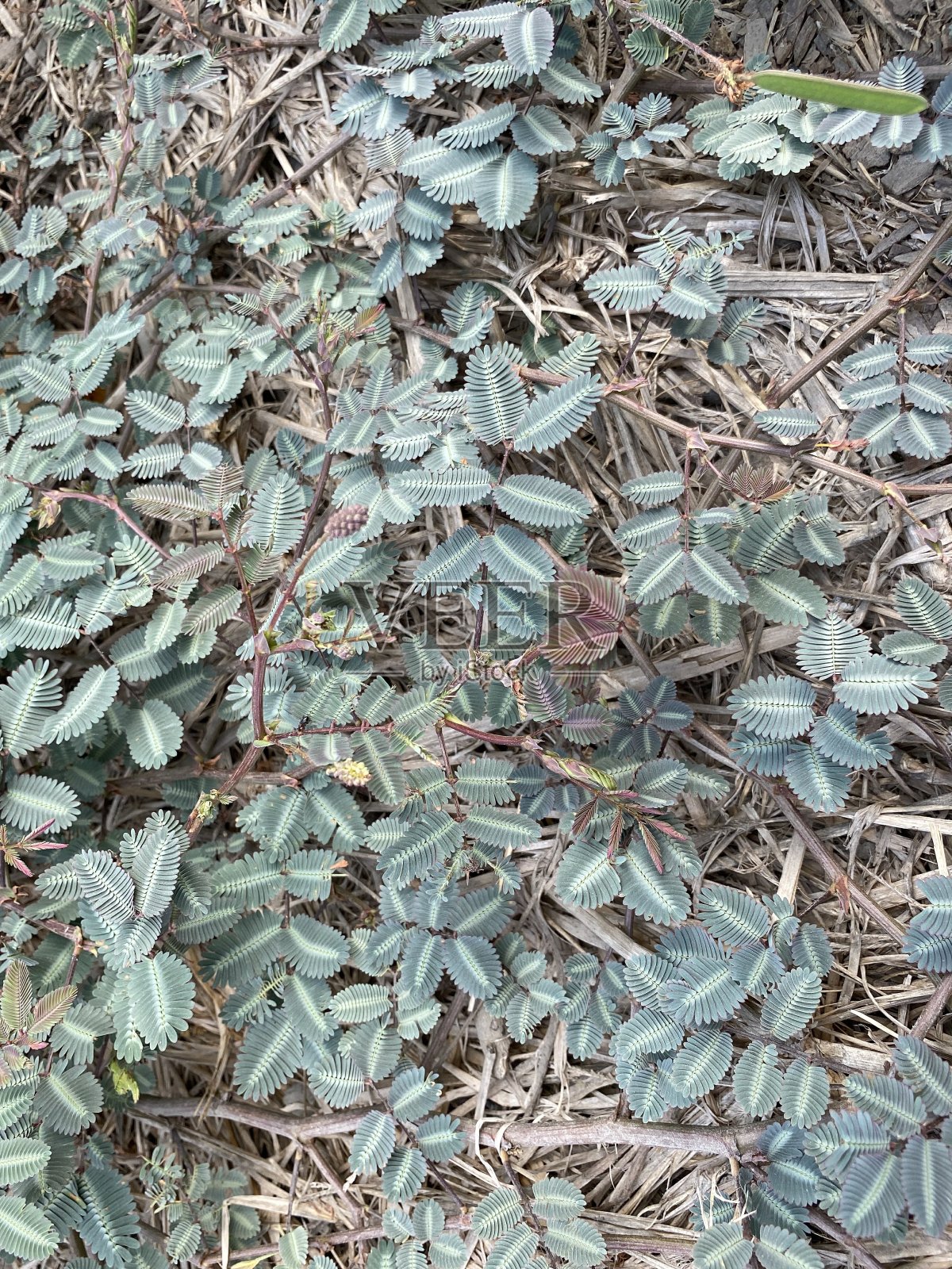 含羞草在地上照片摄影图片