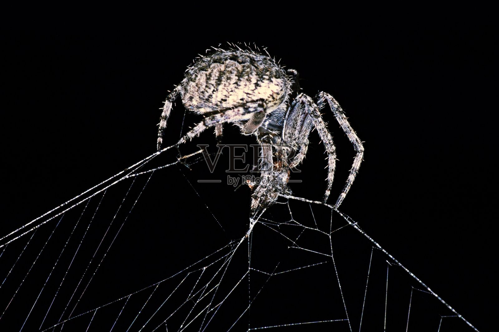 蜘蛛织网-黑色背景。照片摄影图片