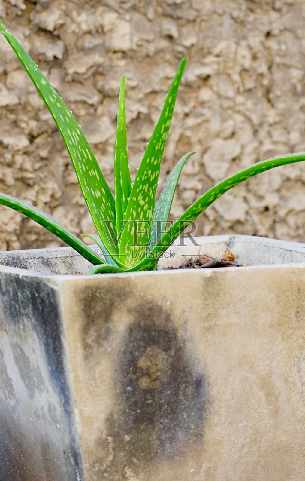 芦荟照片摄影图片