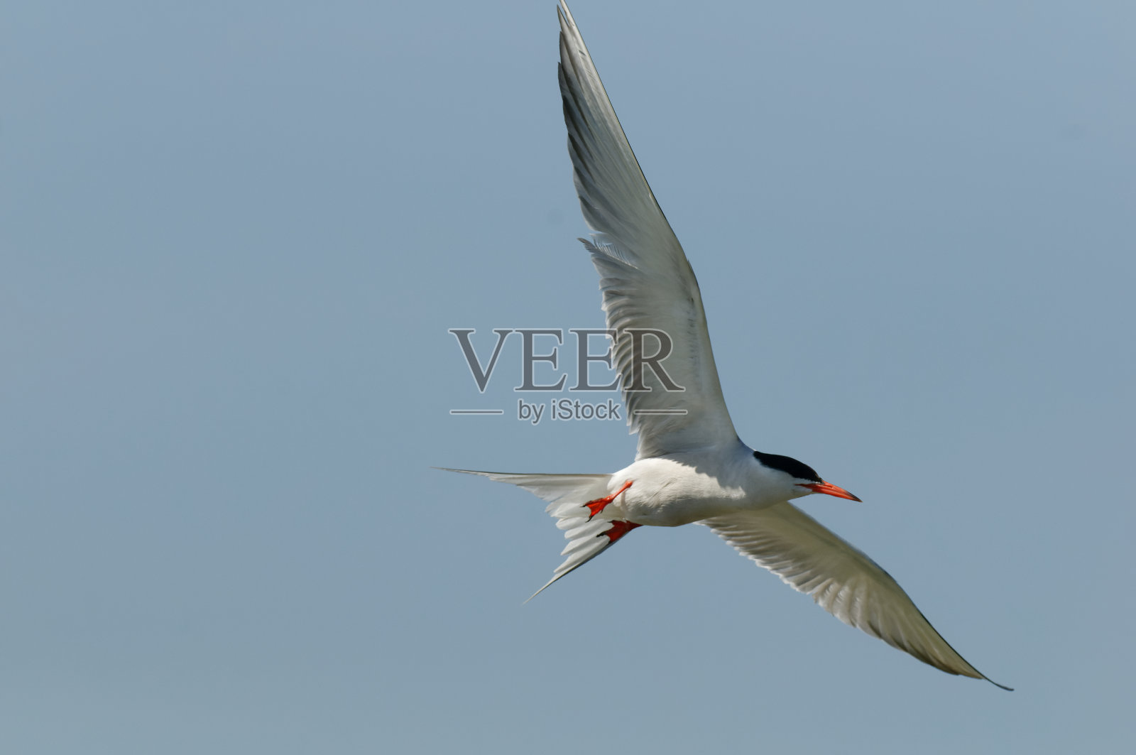 常见的燕鸥飞行照片摄影图片