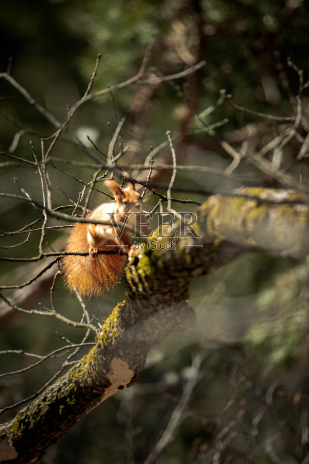 照片松鼠照片摄影图片