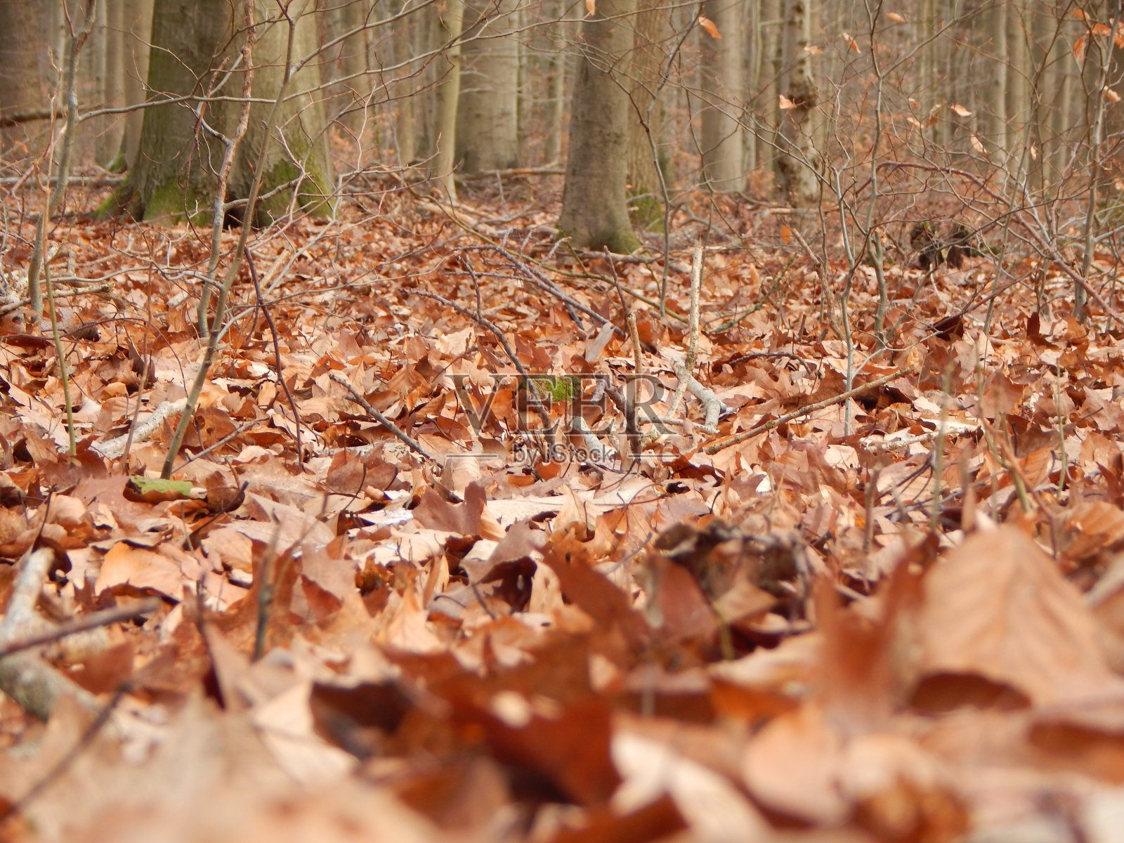 森林里的第一场雪照片摄影图片