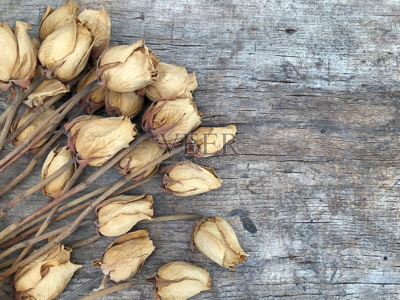 干玫瑰照片摄影图片