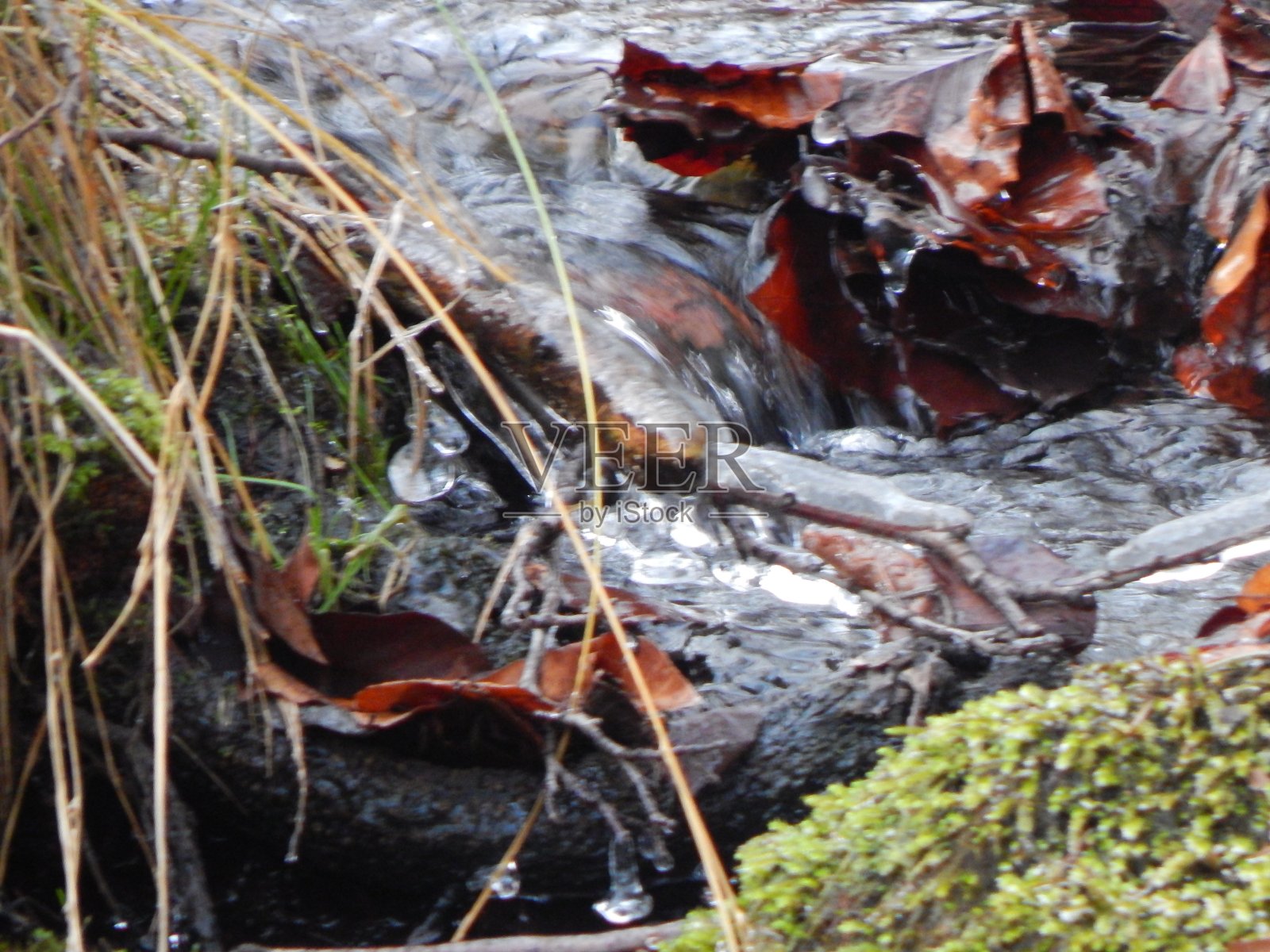 森林里的小溪上有霜冻照片摄影图片