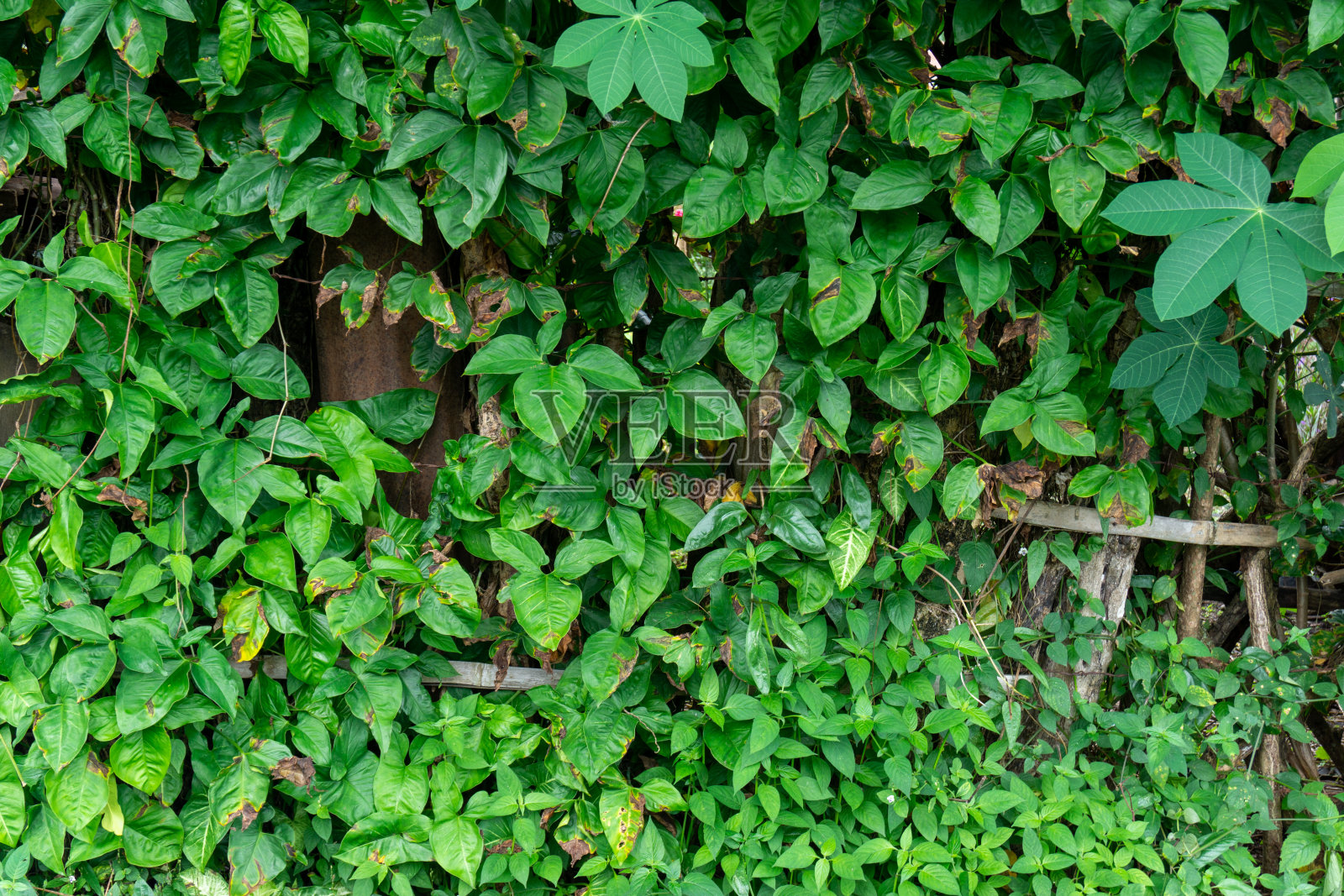 植物匍匐在种植园的墙上照片摄影图片