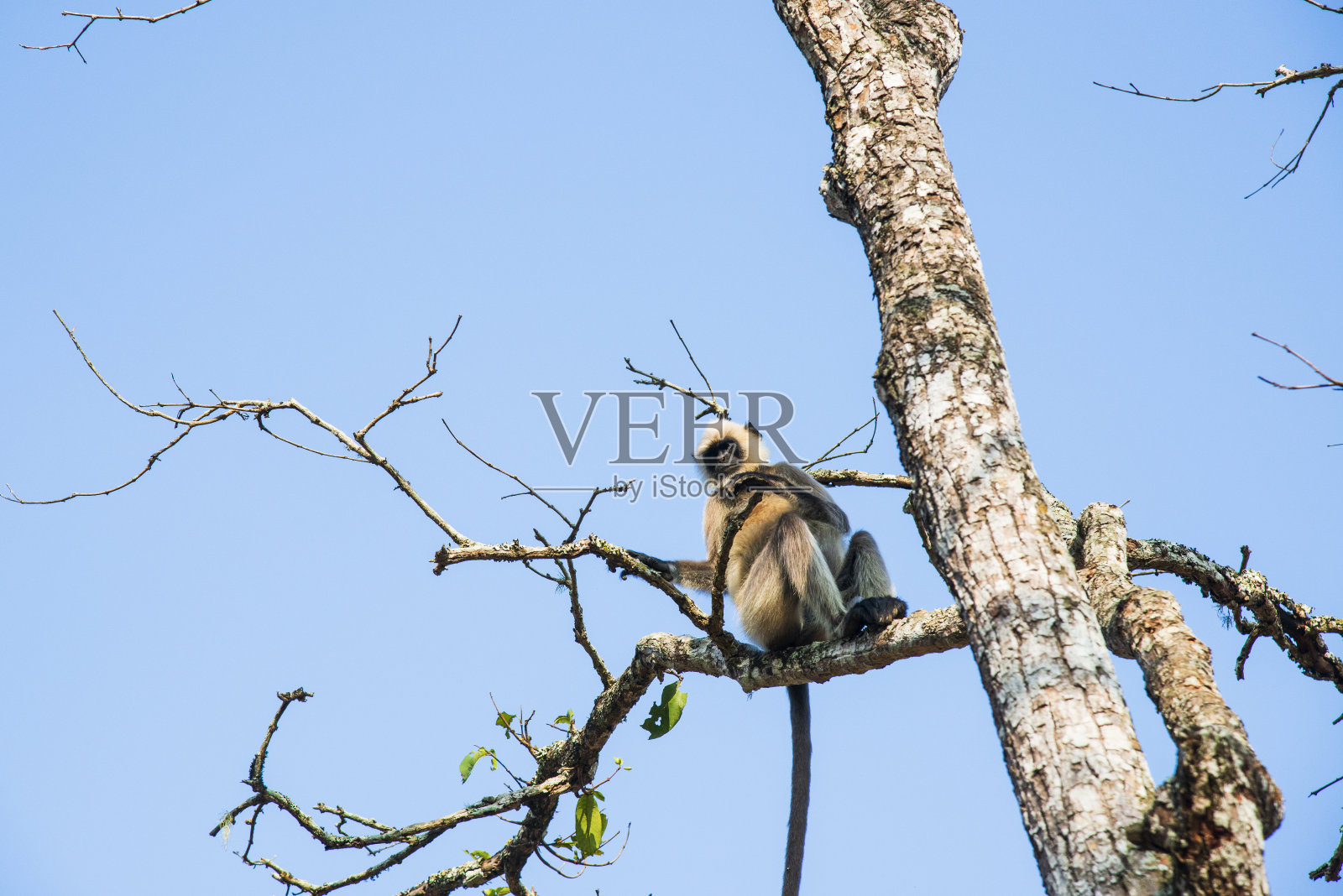 Nagarahole国家公园是通往印度卡纳塔克邦丛林的门户照片摄影图片