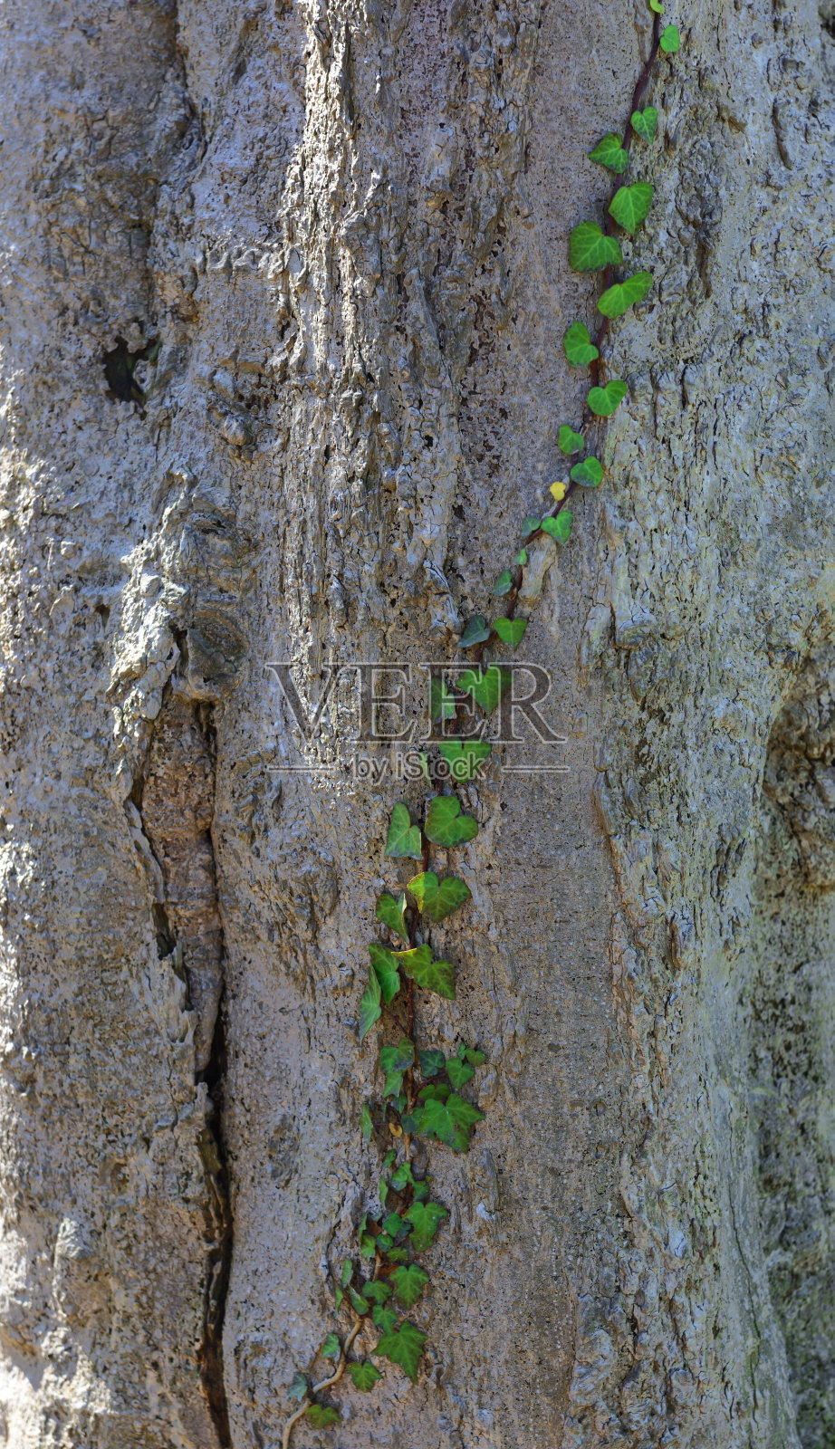 枯树上长着常春藤照片摄影图片