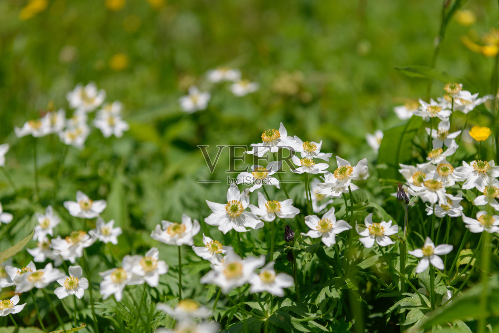 基达达克山的高山植物(学名:银莲花。培)照片摄影图片