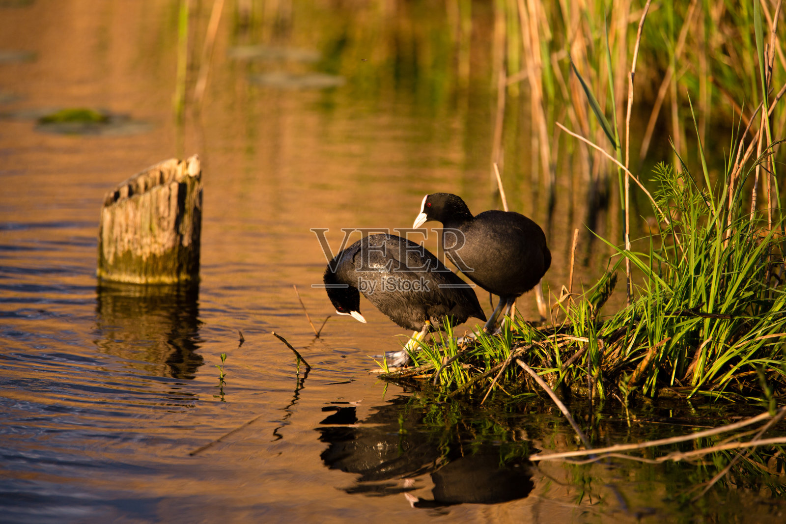 两个Blesschicken配对照片摄影图片