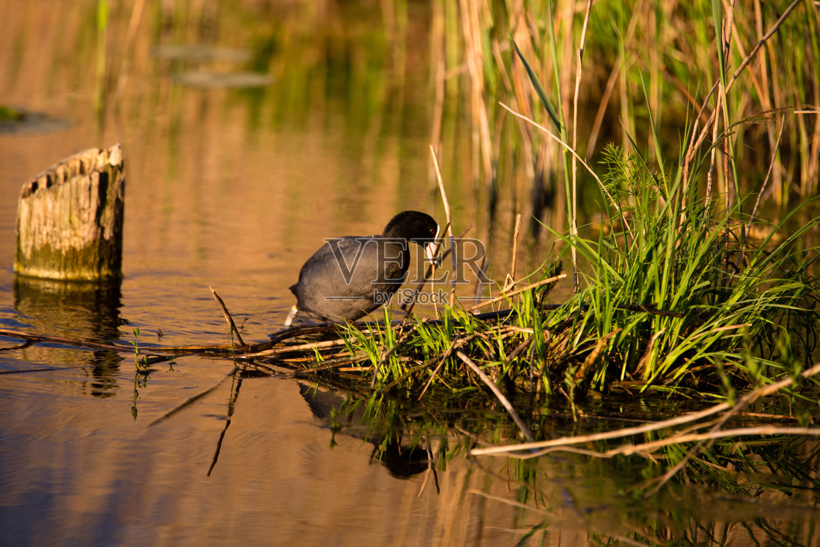 布莱舒恩照片摄影图片