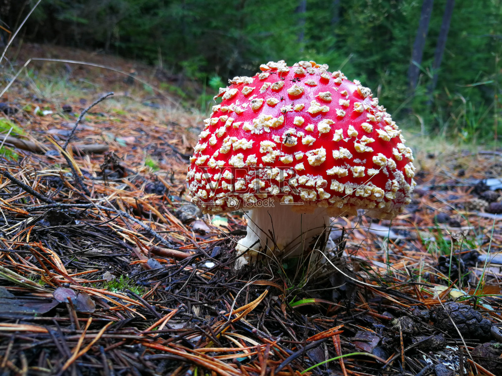 飞木耳、白毒伞、红白毒蘑菇生长在森林中，选择性集中照片摄影图片