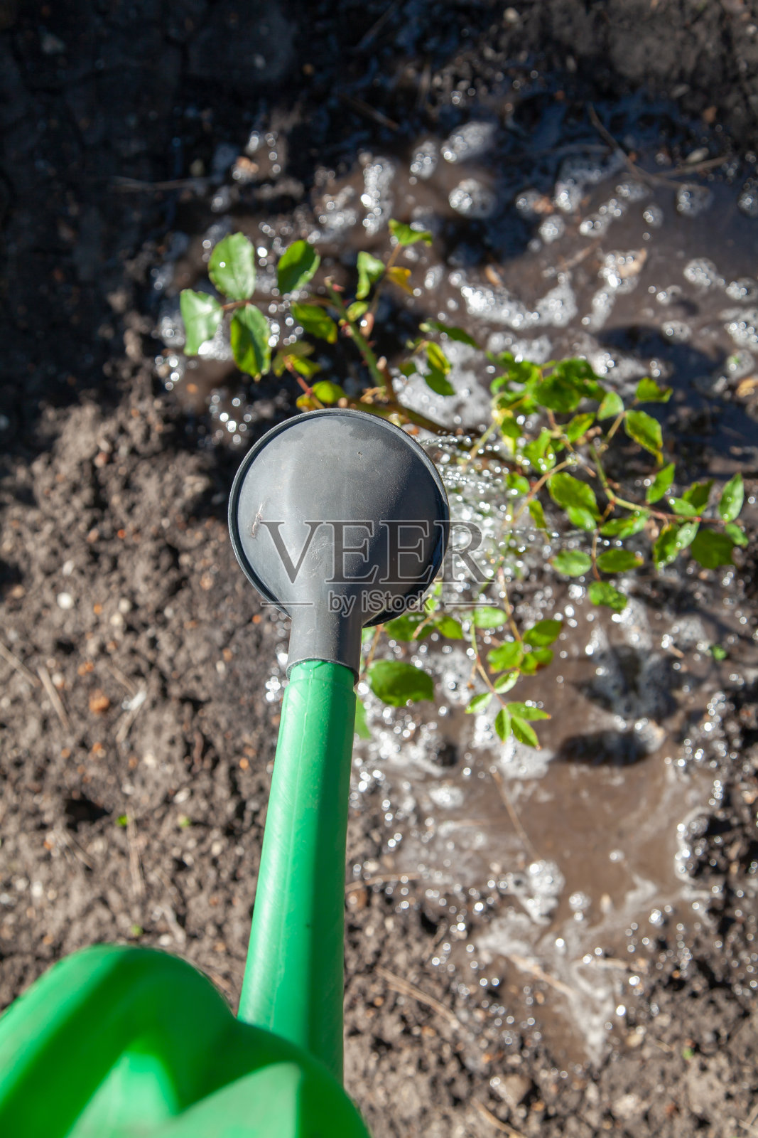 灌木玫瑰从绿色喷壶浇水。从上面的观点照片摄影图片