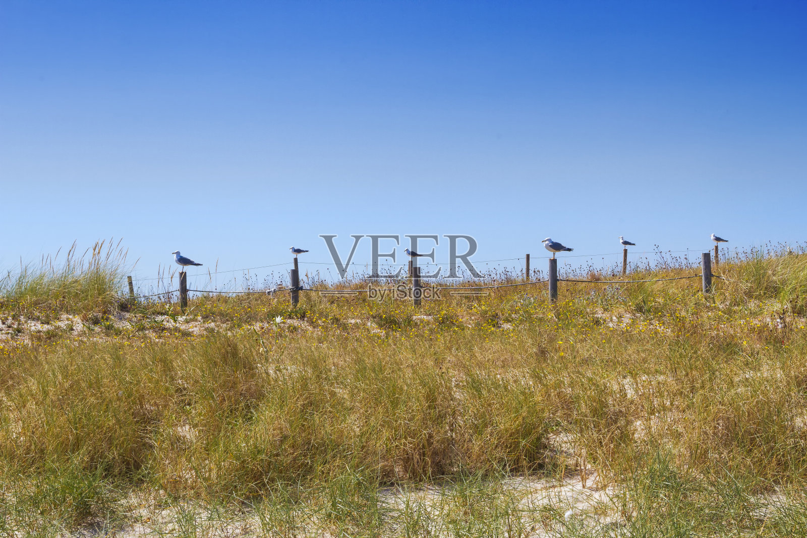 海鸥在波兰照片摄影图片