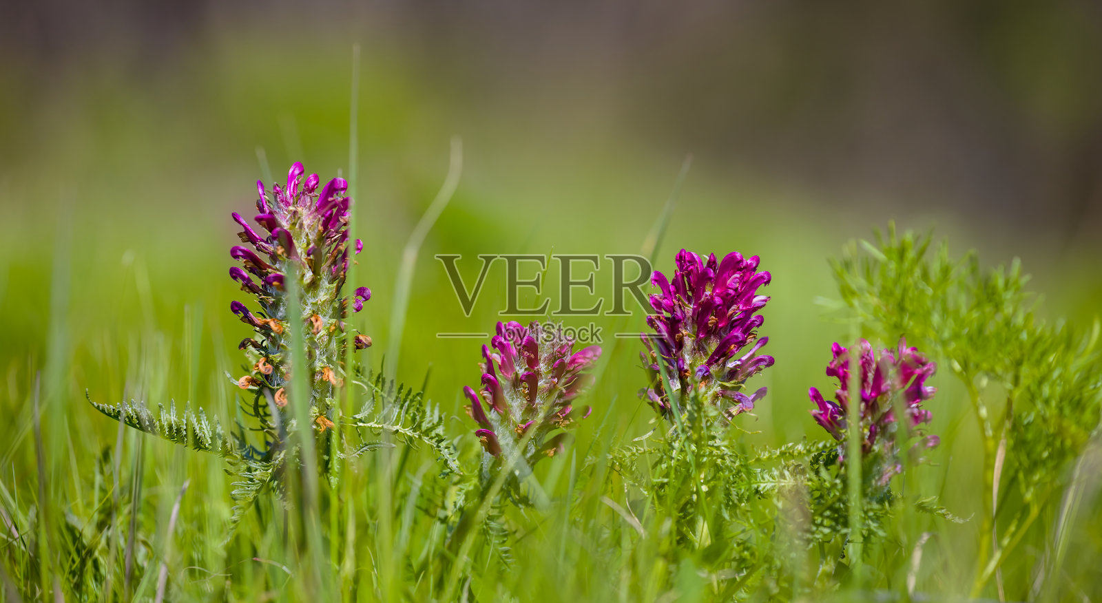 特写绿色森林林间空地与野花，自然的春天背景照片摄影图片