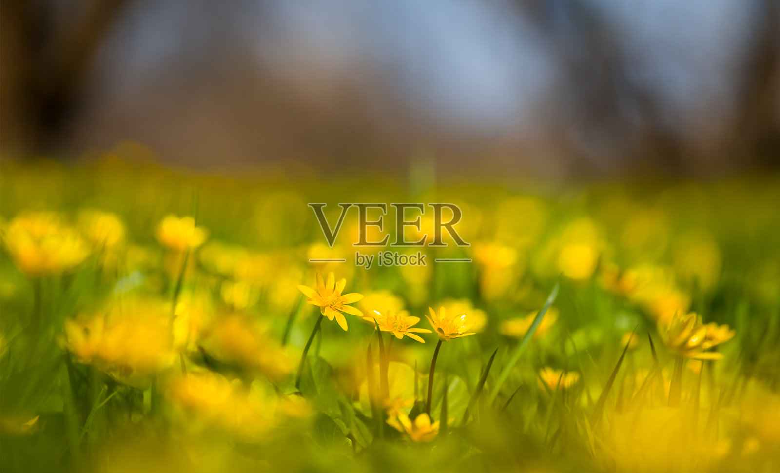 近距离森林林间空地与黄色的野花，自然的春天背景照片摄影图片