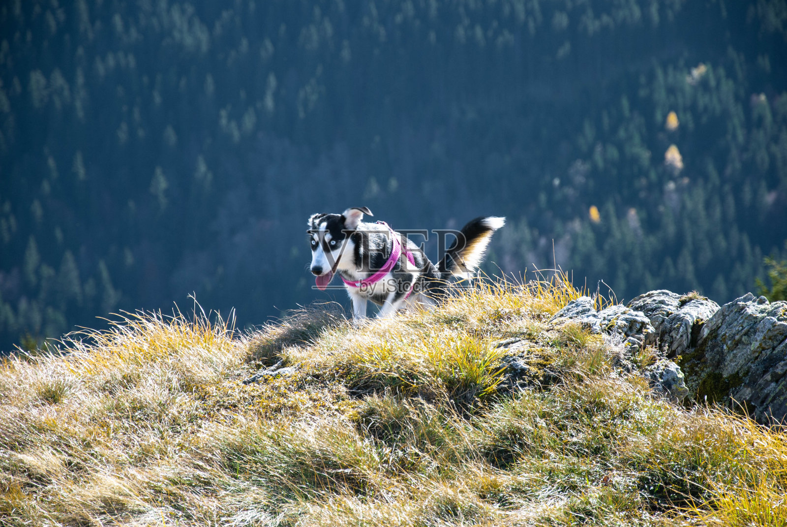 狗在山照片摄影图片