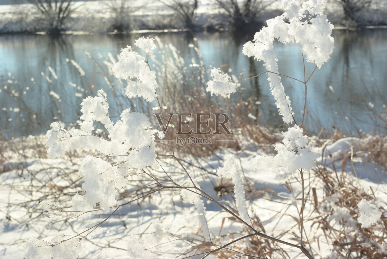 冰雪之花照片摄影图片