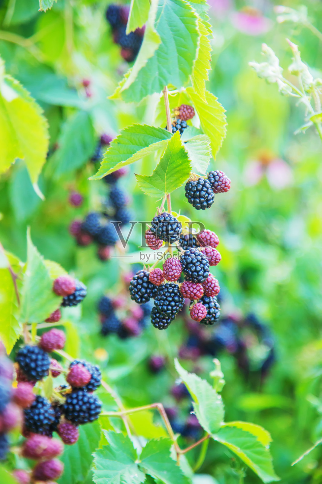 黑莓生长在花园里。灌木丛上成熟和未成熟的黑莓。照片摄影图片