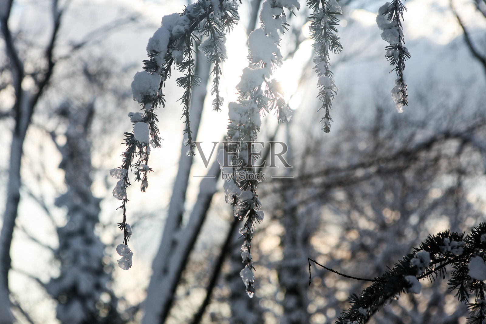 冬天的树枝被雪覆盖照片摄影图片